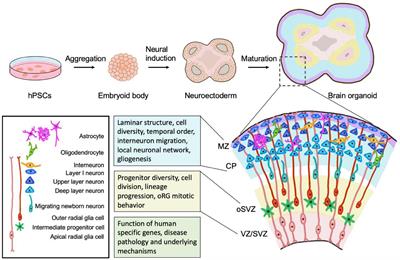 What Makes Organoids Good Models of Human Neurogenesis?